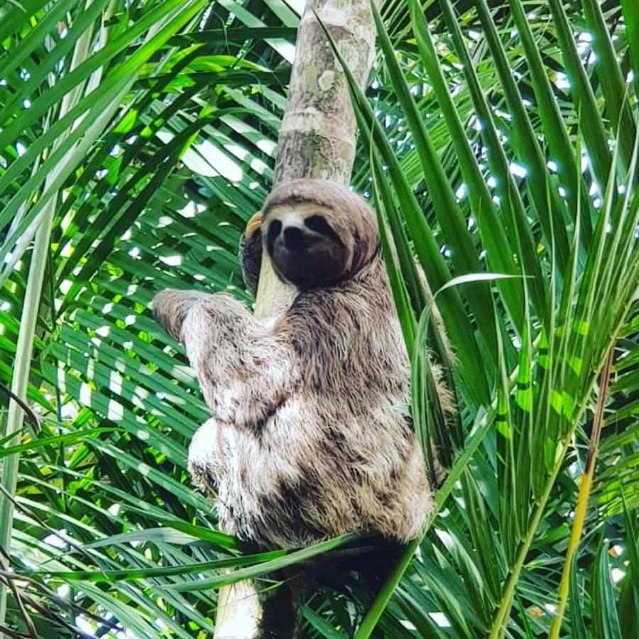 Pousada Recanto Dos Tangaras Juquei Exteriör bild