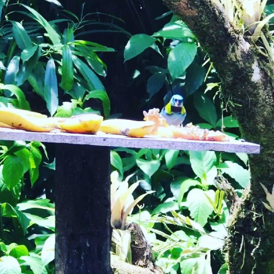 Pousada Recanto Dos Tangaras Juquei Exteriör bild